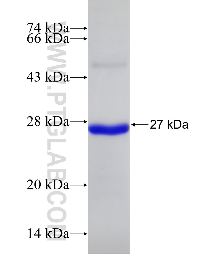 IL-6 fusion protein Ag23467 SDS-PAGE