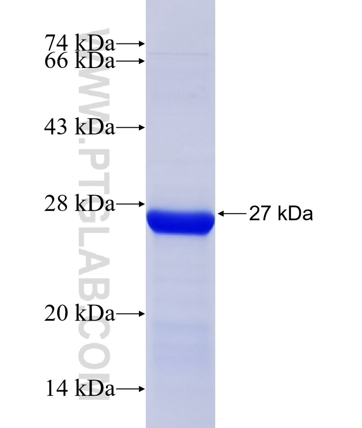 IL-6 fusion protein Ag23467 SDS-PAGE