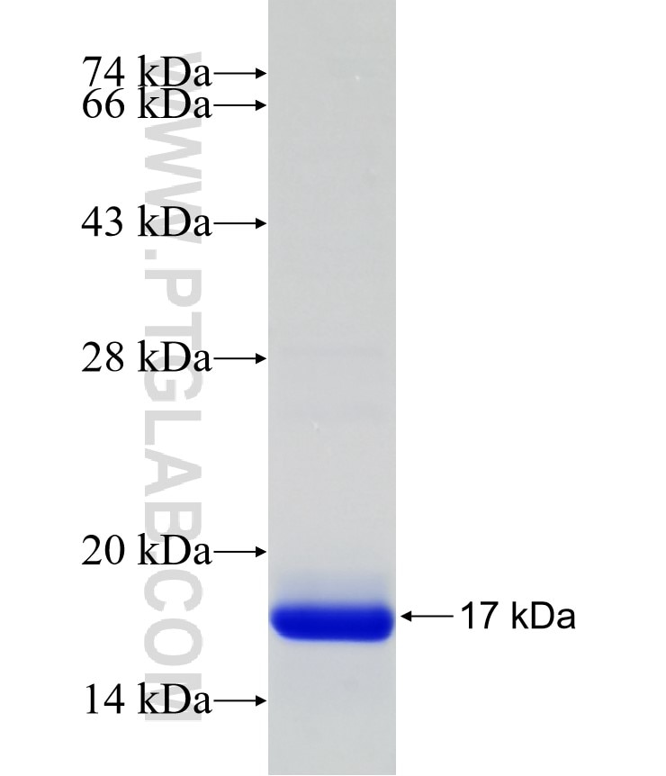 IL-6 fusion protein Ag24800 SDS-PAGE