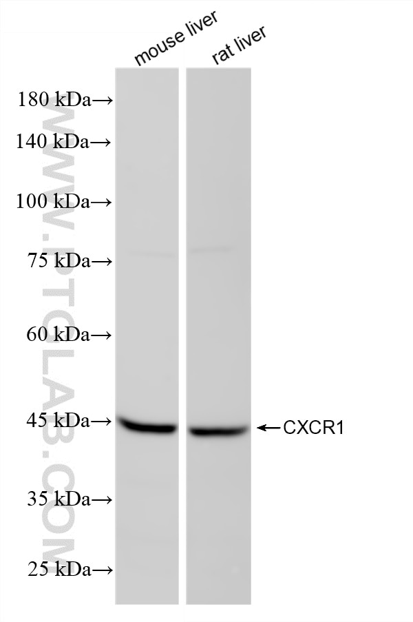 WB analysis using 87819-1-RR (same clone as 87819-1-PBS) Western Blot (WB) analysis of various lysates using CXCR1/IL-8RA Recombinant monoclonal antibody (87819-1-RR)
