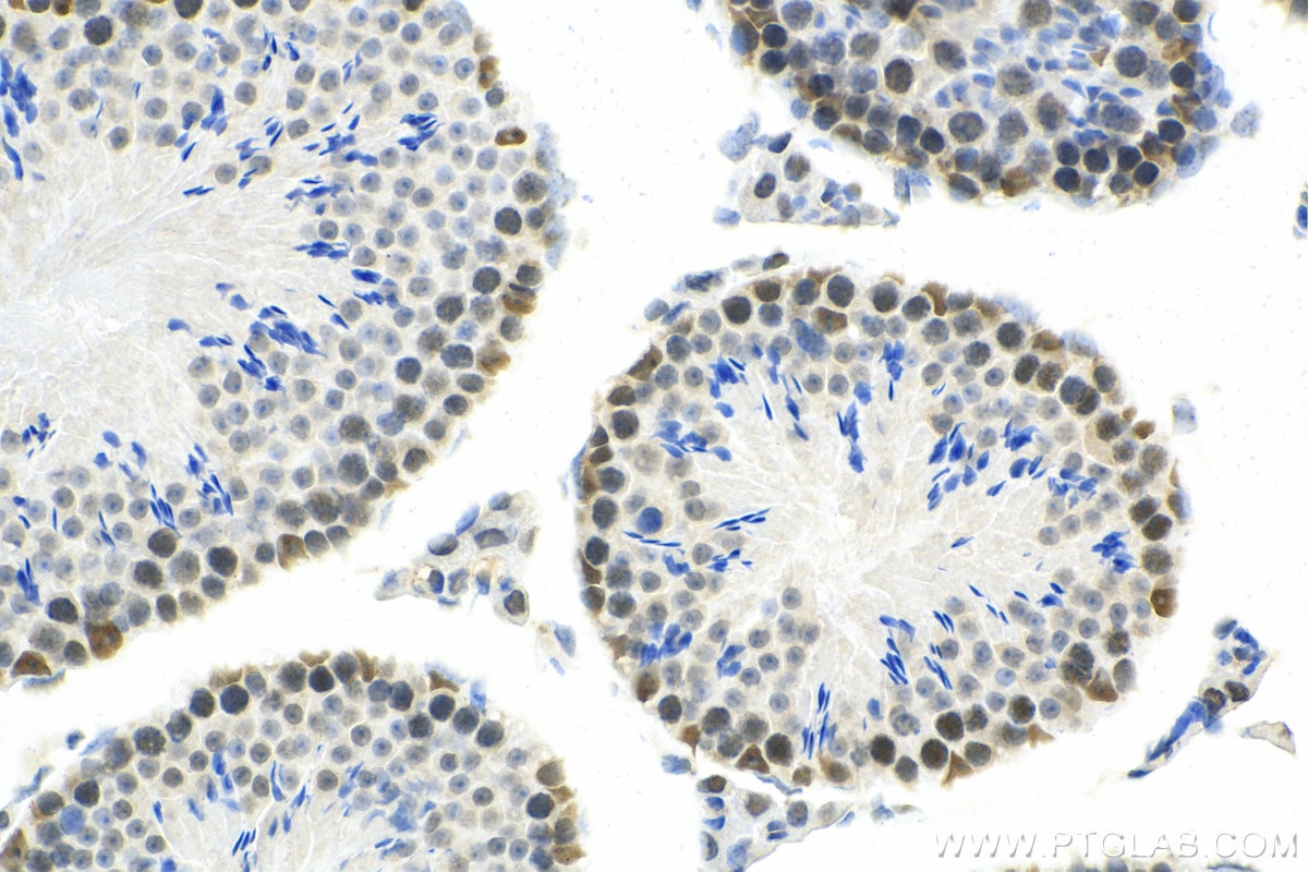 Immunohistochemistry (IHC) staining of mouse testis tissue using Importin Alpha 5 Monoclonal antibody (67897-1-Ig)