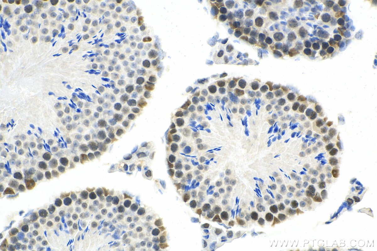 IHC staining of mouse testis using 67897-1-Ig