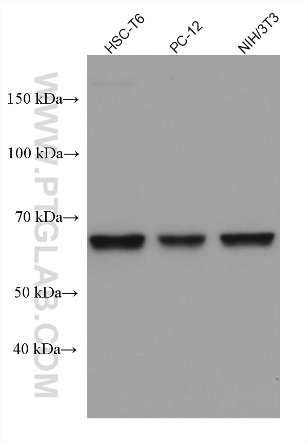 Western Blot (WB) analysis of various lysates using Importin Alpha 5 Monoclonal antibody (67897-1-Ig)