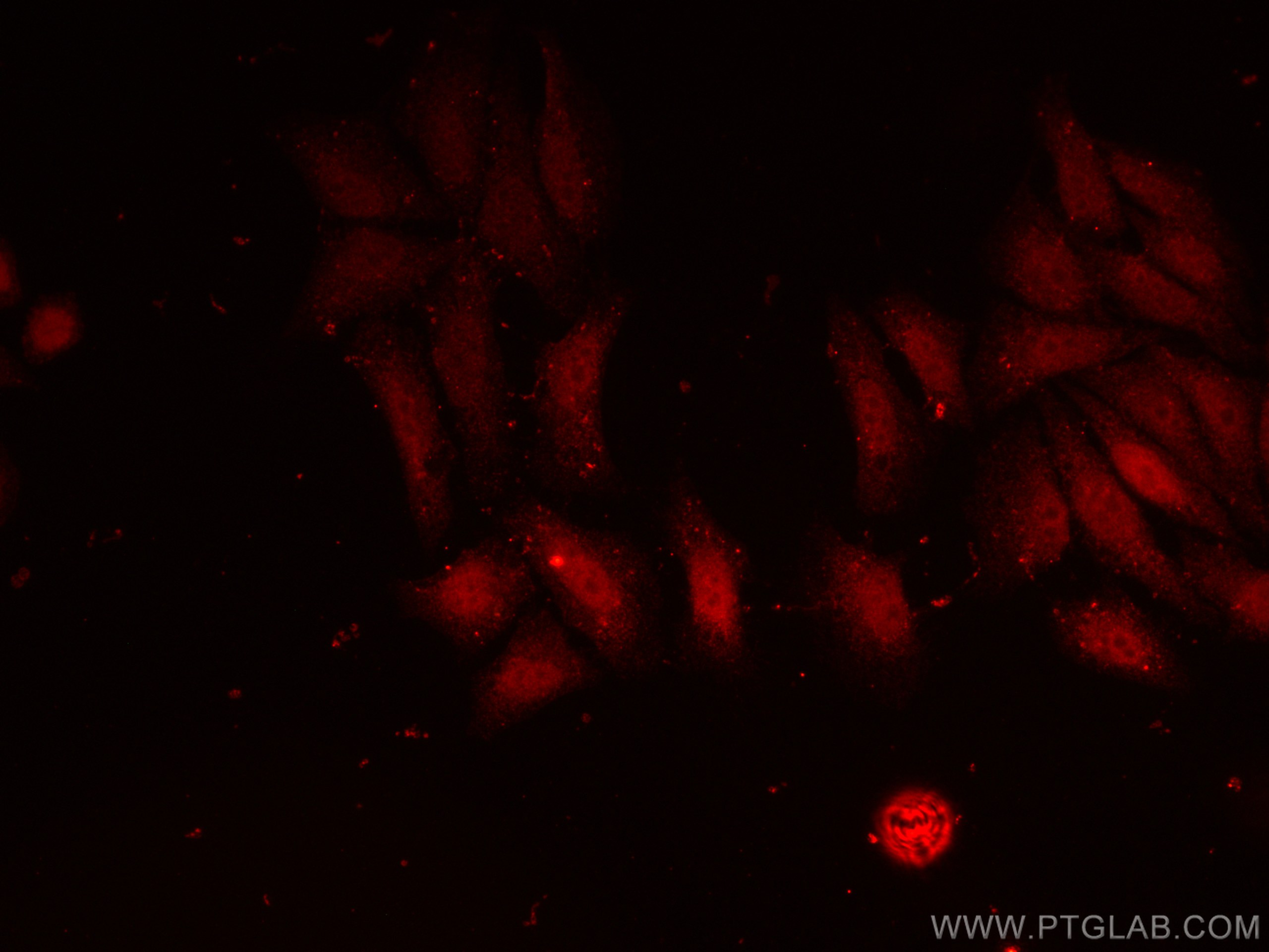 Immunofluorescence (IF) / fluorescent staining of HepG2 cells using CoraLite®594-conjugated Importin Alpha 5 Monoclona (CL594-67897)