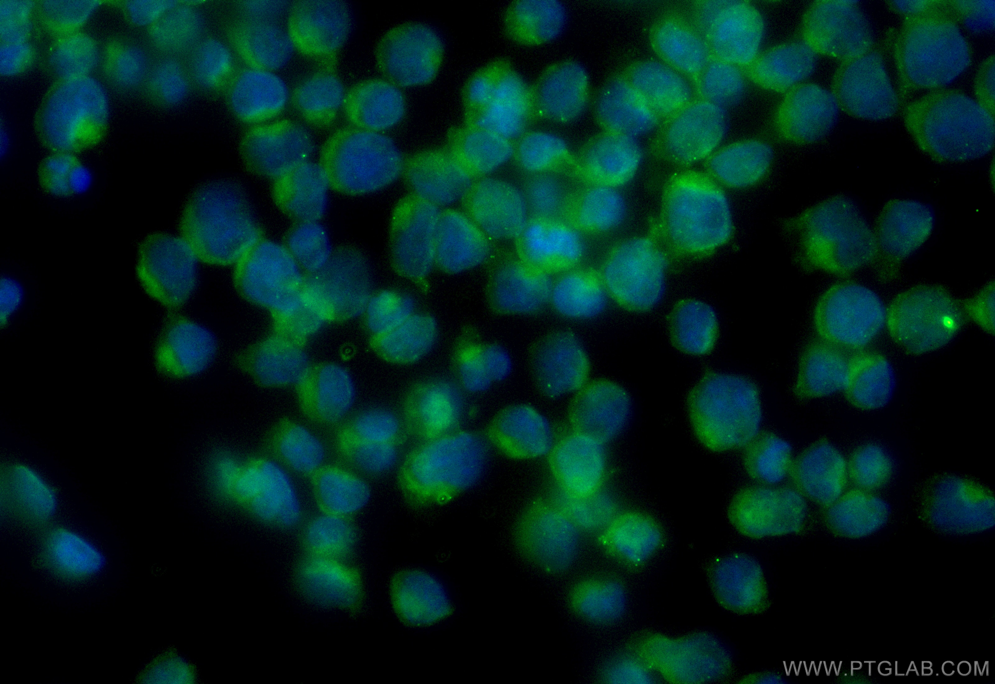 Immunofluorescence (IF) / fluorescent staining of Jurkat cells using CoraLite® Plus 488-conjugated Importin Beta Monocl (CL488-67597)