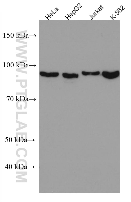 Western Blot (WB) analysis of various lysates using Importin Beta Monoclonal antibody (67597-1-Ig)