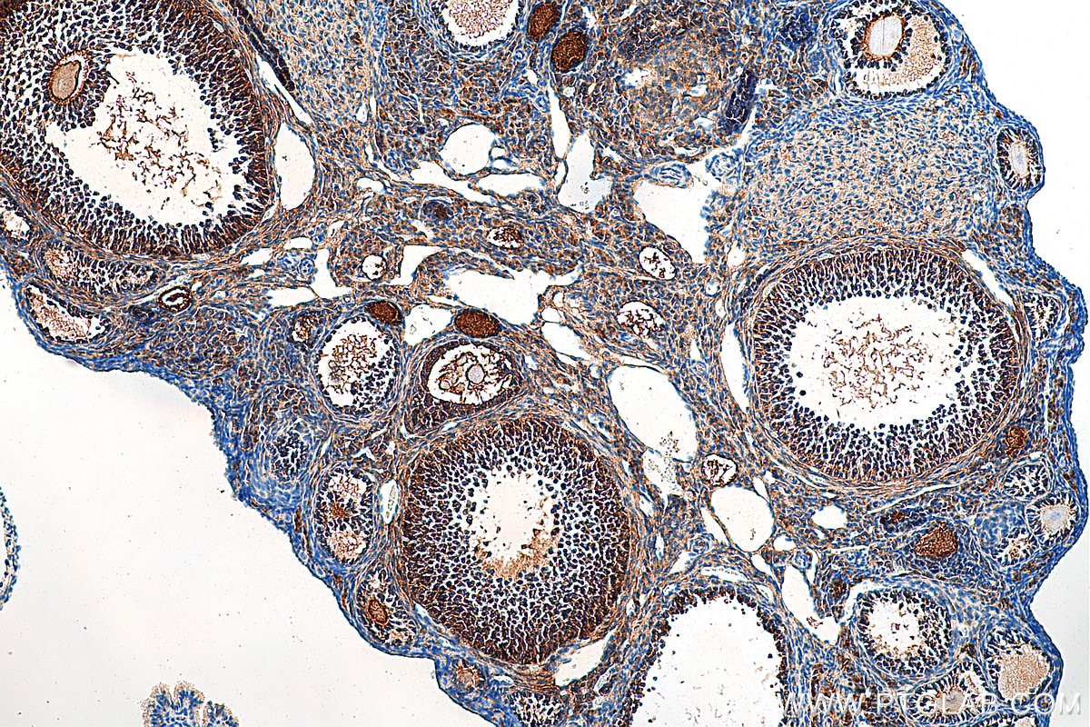 Immunohistochemistry (IHC) staining of mouse ovary tissue using Inhibin alpha Polyclonal antibody (27331-1-AP)