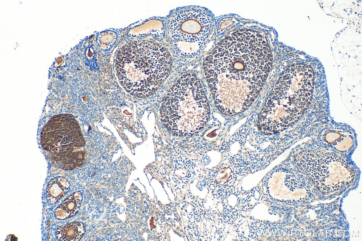 Immunohistochemistry (IHC) staining of mouse ovary tissue using Inhibin alpha Polyclonal antibody (27331-1-AP)