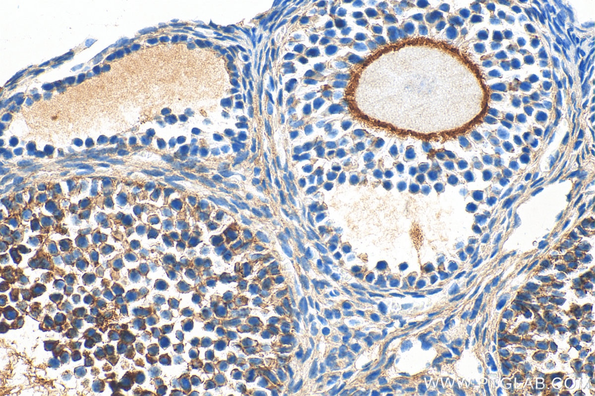 Immunohistochemistry (IHC) staining of mouse ovary tissue using Inhibin alpha Polyclonal antibody (27331-1-AP)