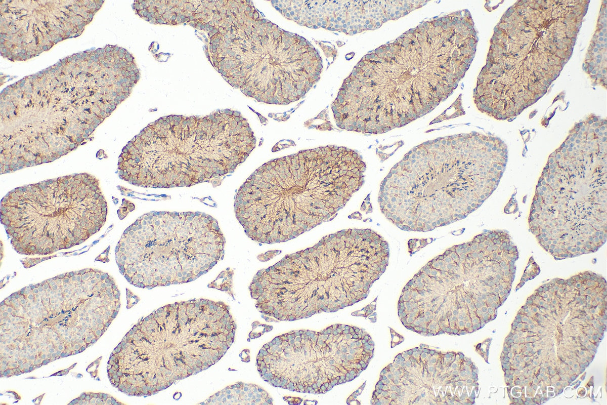 Immunohistochemistry (IHC) staining of mouse testis tissue using Inhibin alpha Polyclonal antibody (27331-1-AP)