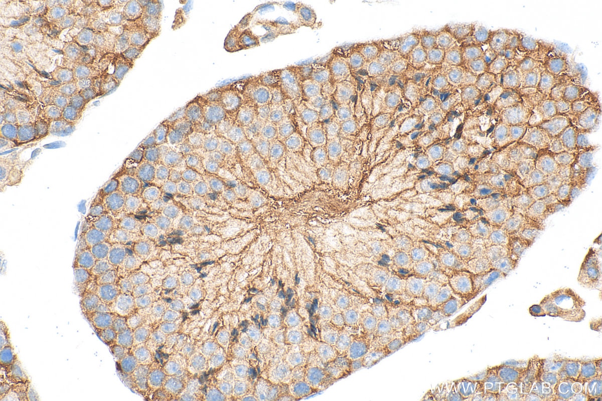 Immunohistochemistry (IHC) staining of mouse testis tissue using Inhibin alpha Polyclonal antibody (27331-1-AP)