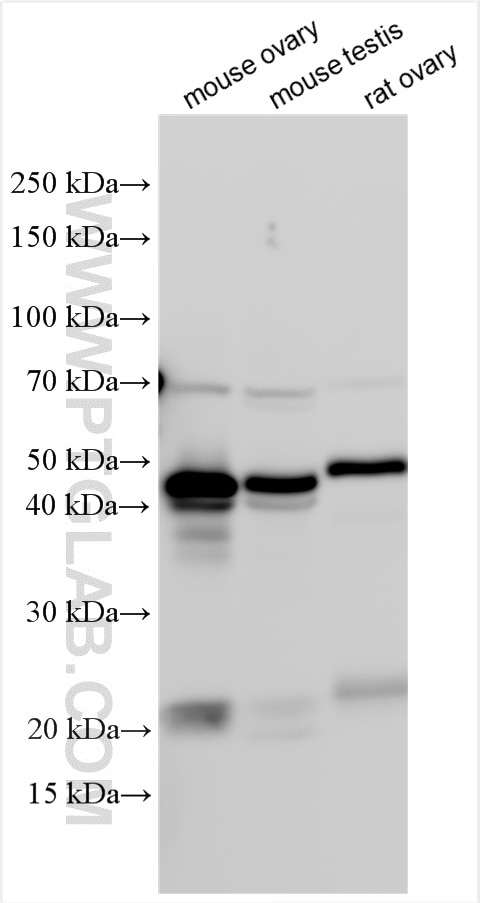 Western Blot (WB) analysis of various lysates using Inhibin alpha Polyclonal antibody (27331-1-AP)