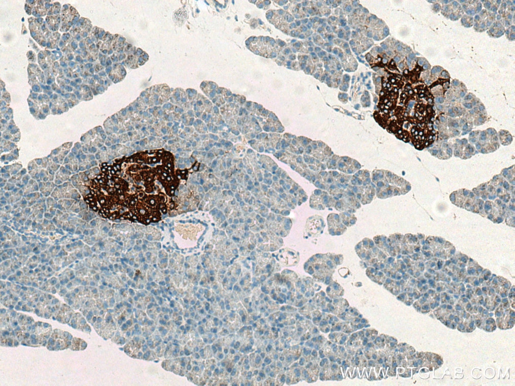 Immunohistochemistry (IHC) staining of rat pancreas tissue using Ins1 Polyclonal antibody (28609-1-AP)
