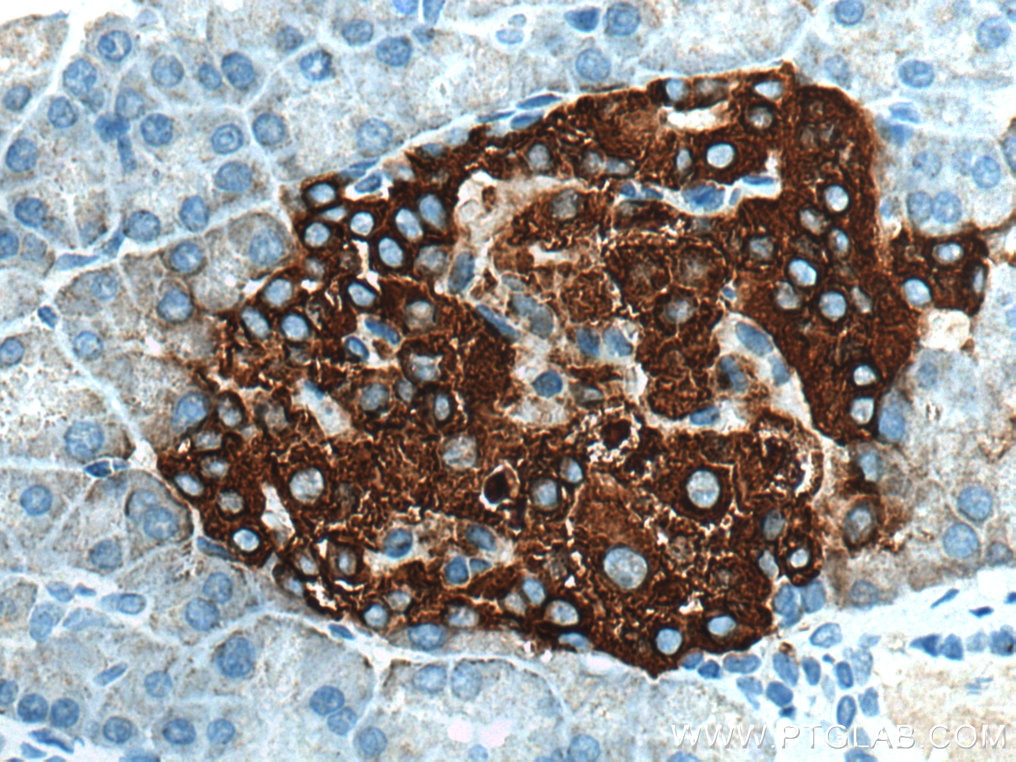 Immunohistochemistry (IHC) staining of rat pancreas tissue using Ins1 Polyclonal antibody (28609-1-AP)
