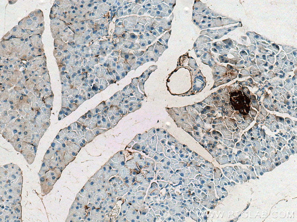 IHC staining of mouse pancreas using 28609-1-AP