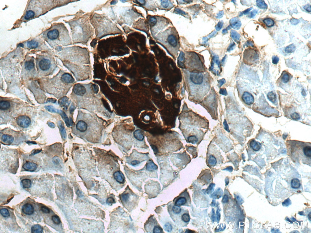 Immunohistochemistry (IHC) staining of mouse pancreas tissue using Ins1 Polyclonal antibody (28609-1-AP)