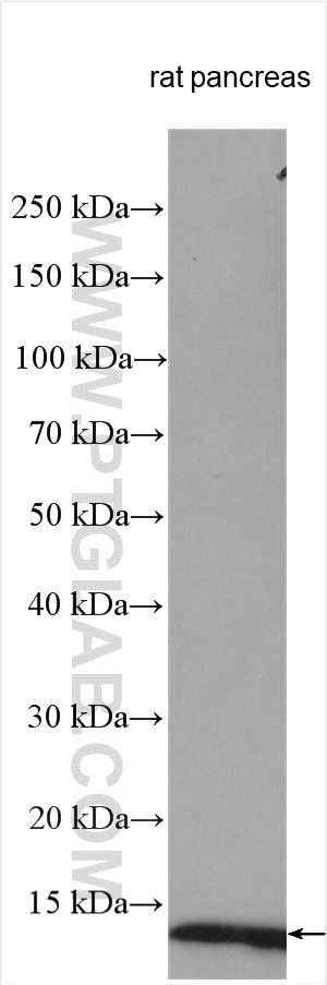 Western Blot (WB) analysis of various lysates using Ins1 Polyclonal antibody (28609-1-AP)