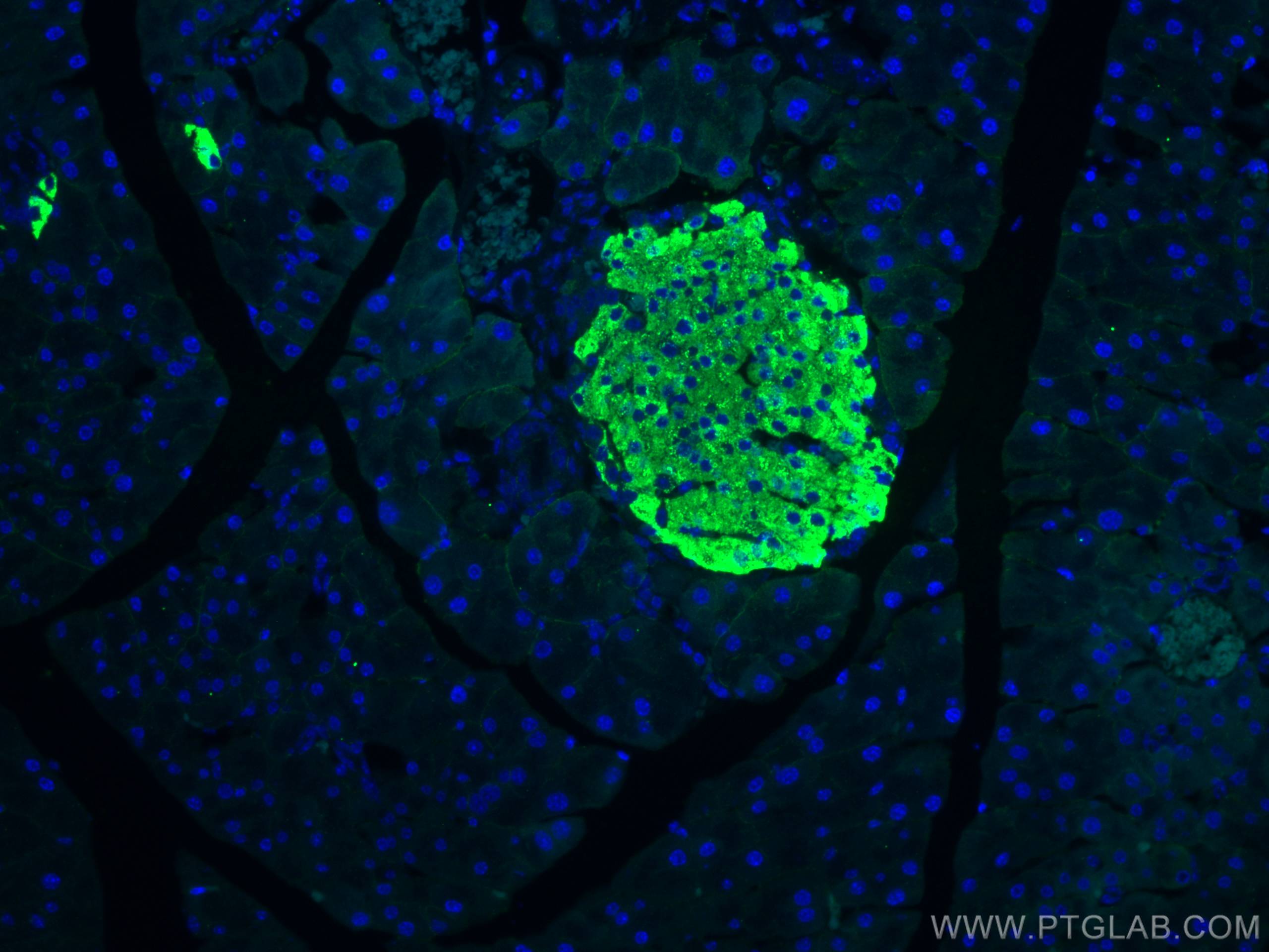 Immunofluorescence (IF) / fluorescent staining of mouse pancreas tissue using Ins1 Monoclonal antibody (67668-1-Ig)