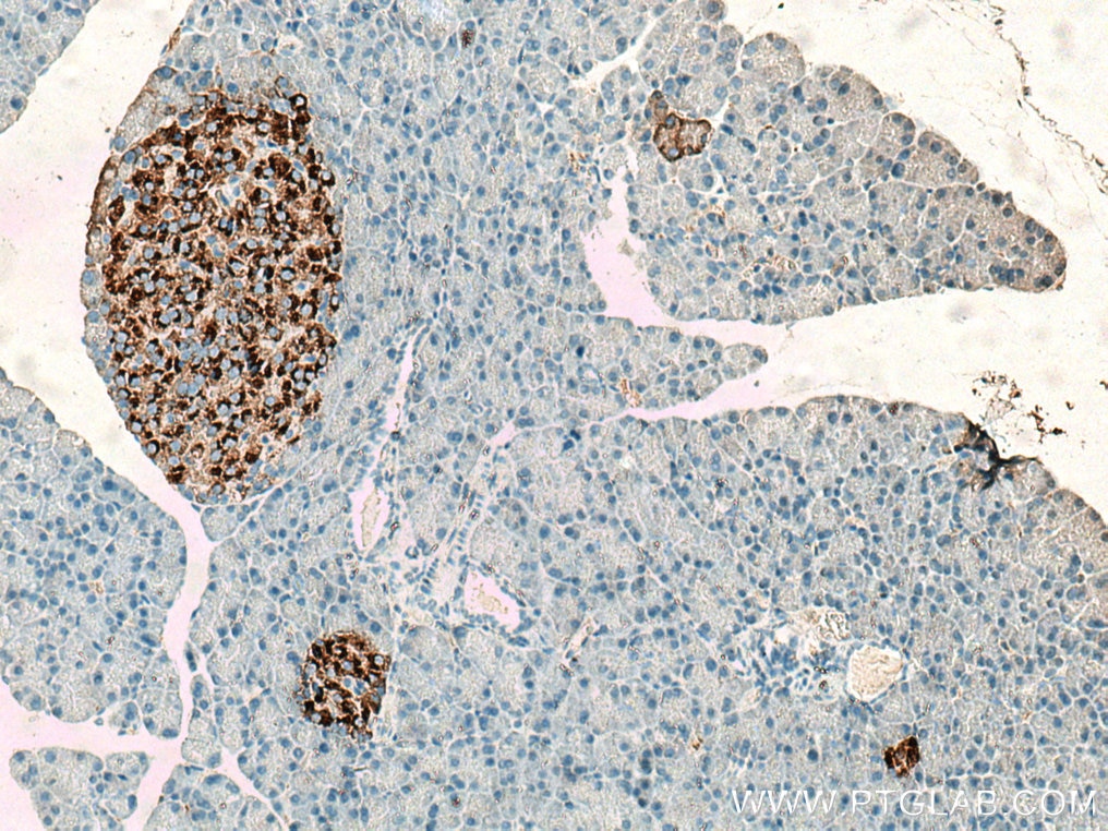 Immunohistochemistry (IHC) staining of rat pancreas tissue using Ins1 Monoclonal antibody (67668-1-Ig)