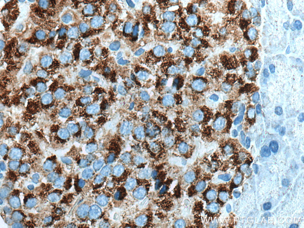 Immunohistochemistry (IHC) staining of rat pancreas tissue using Ins1 Monoclonal antibody (67668-1-Ig)