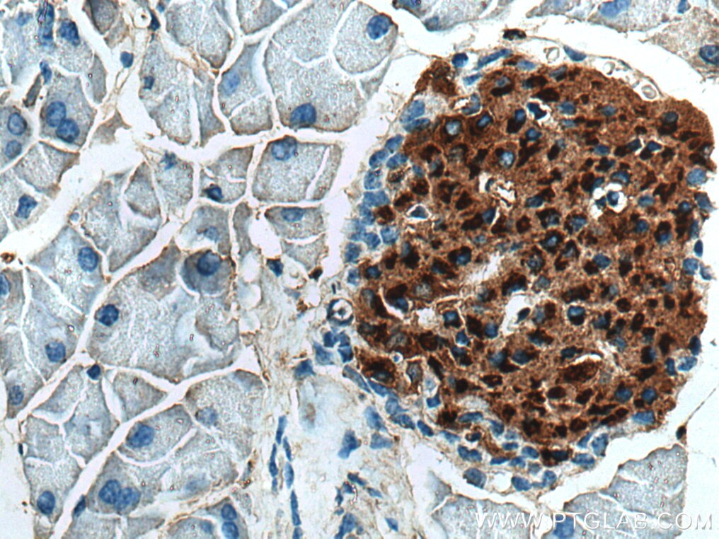 Immunohistochemistry (IHC) staining of mouse pancreas tissue using Ins1 Monoclonal antibody (67668-1-Ig)