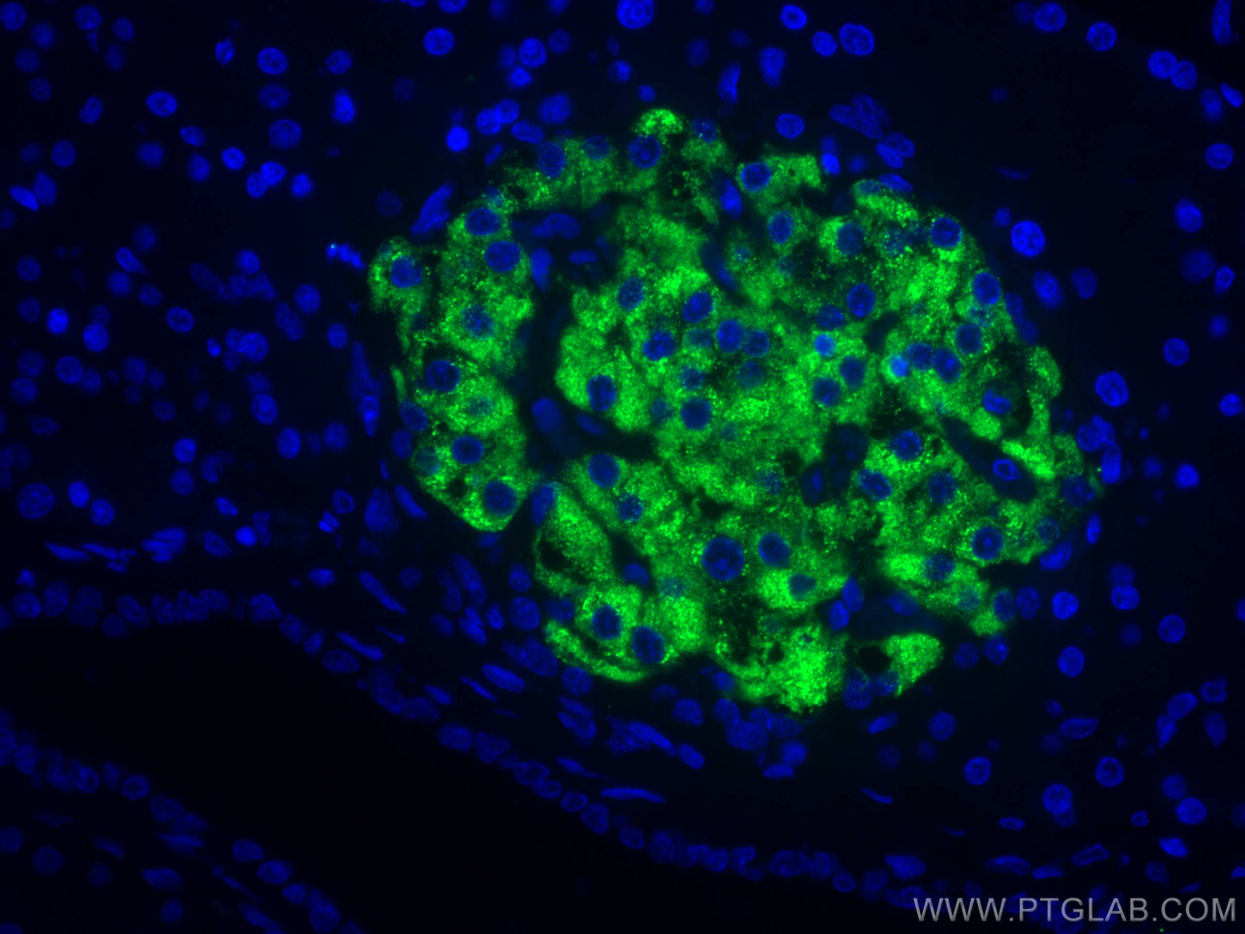 Immunofluorescence (IF) / fluorescent staining of rat pancreas tissue using CoraLite® Plus 488-conjugated Ins1 Monoclonal anti (CL488-67284)