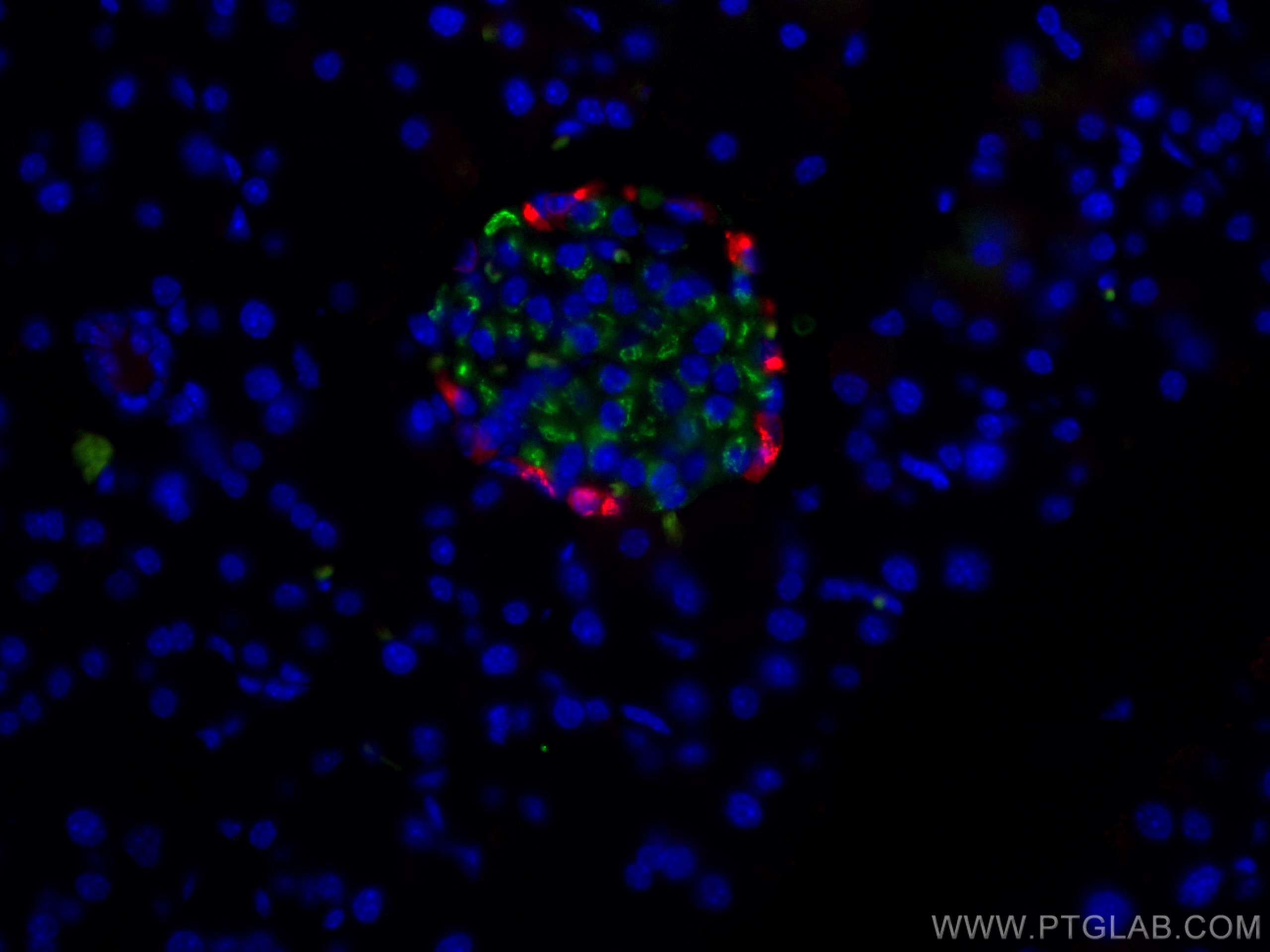 Immunofluorescence (IF) / fluorescent staining of mouse pancreas tissue using CoraLite® Plus 488-conjugated Ins1 Monoclonal anti (CL488-67284)