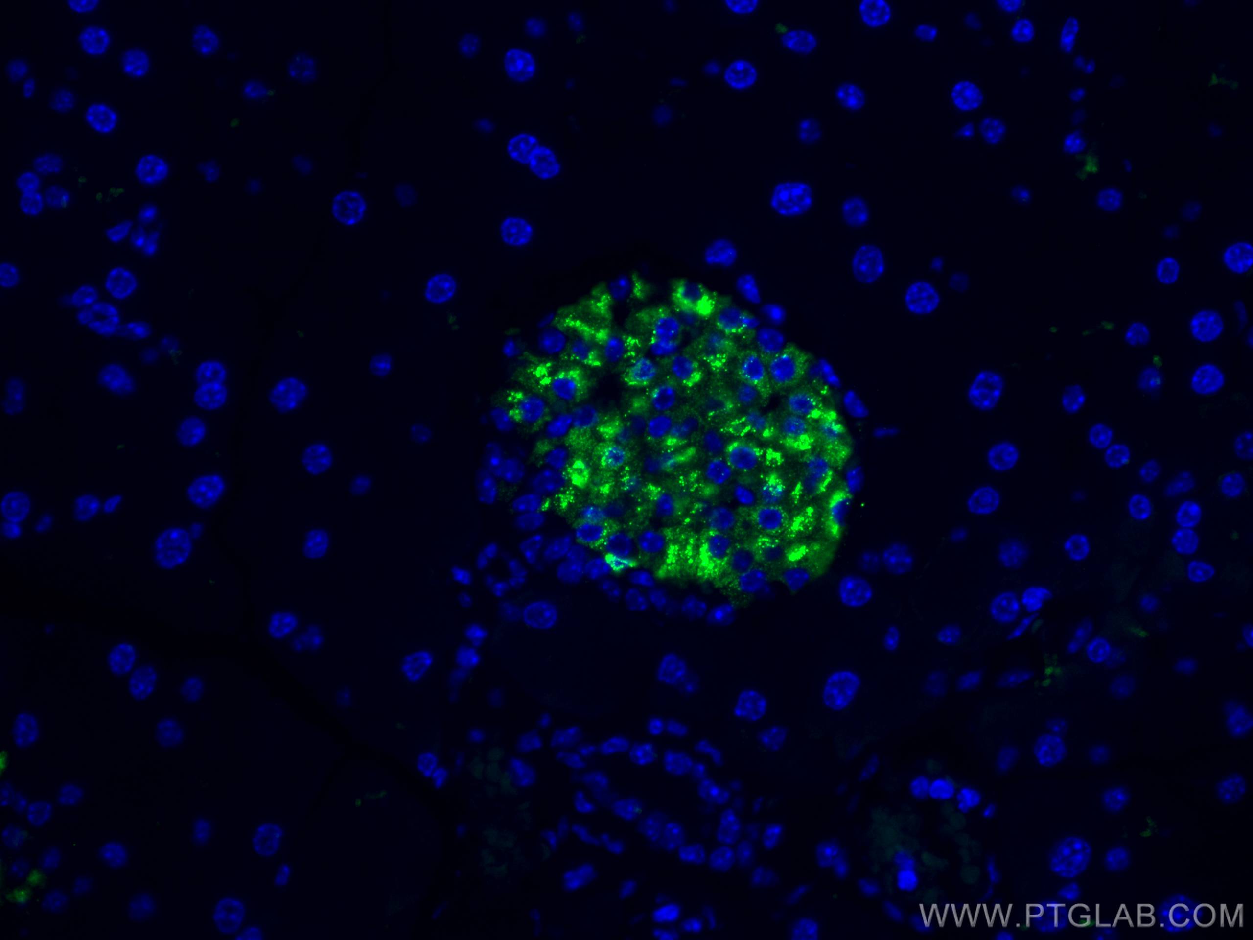 Immunofluorescence (IF) / fluorescent staining of mouse pancreas tissue using CoraLite® Plus 488-conjugated Ins1 Monoclonal anti (CL488-67668)