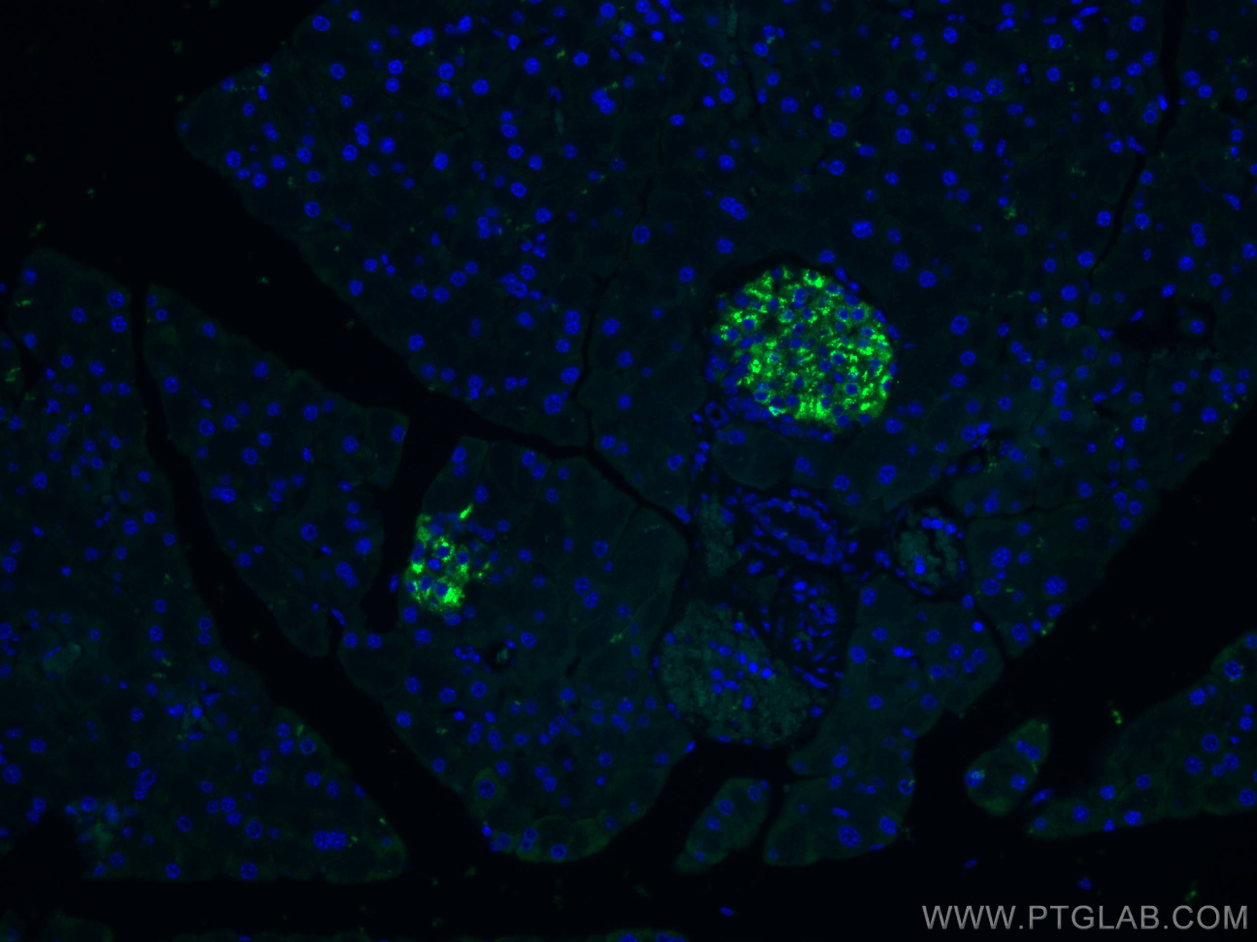 Immunofluorescence (IF) / fluorescent staining of mouse pancreas tissue using CoraLite® Plus 488-conjugated Ins1 Monoclonal anti (CL488-67668)