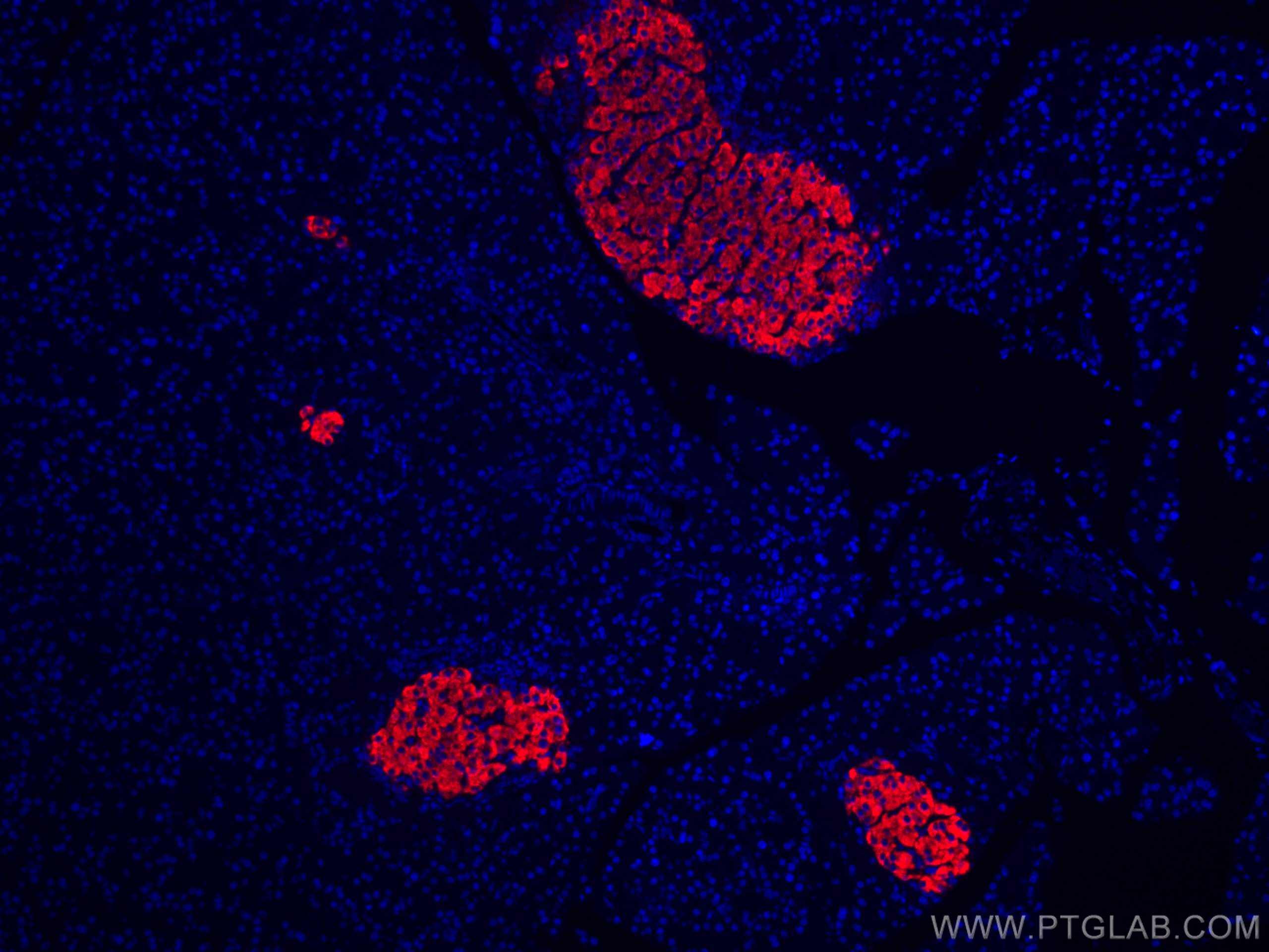 Immunofluorescence (IF) / fluorescent staining of rat pancreas tissue using CoraLite®594-conjugated Ins1 Monoclonal antibody (CL594-67284)