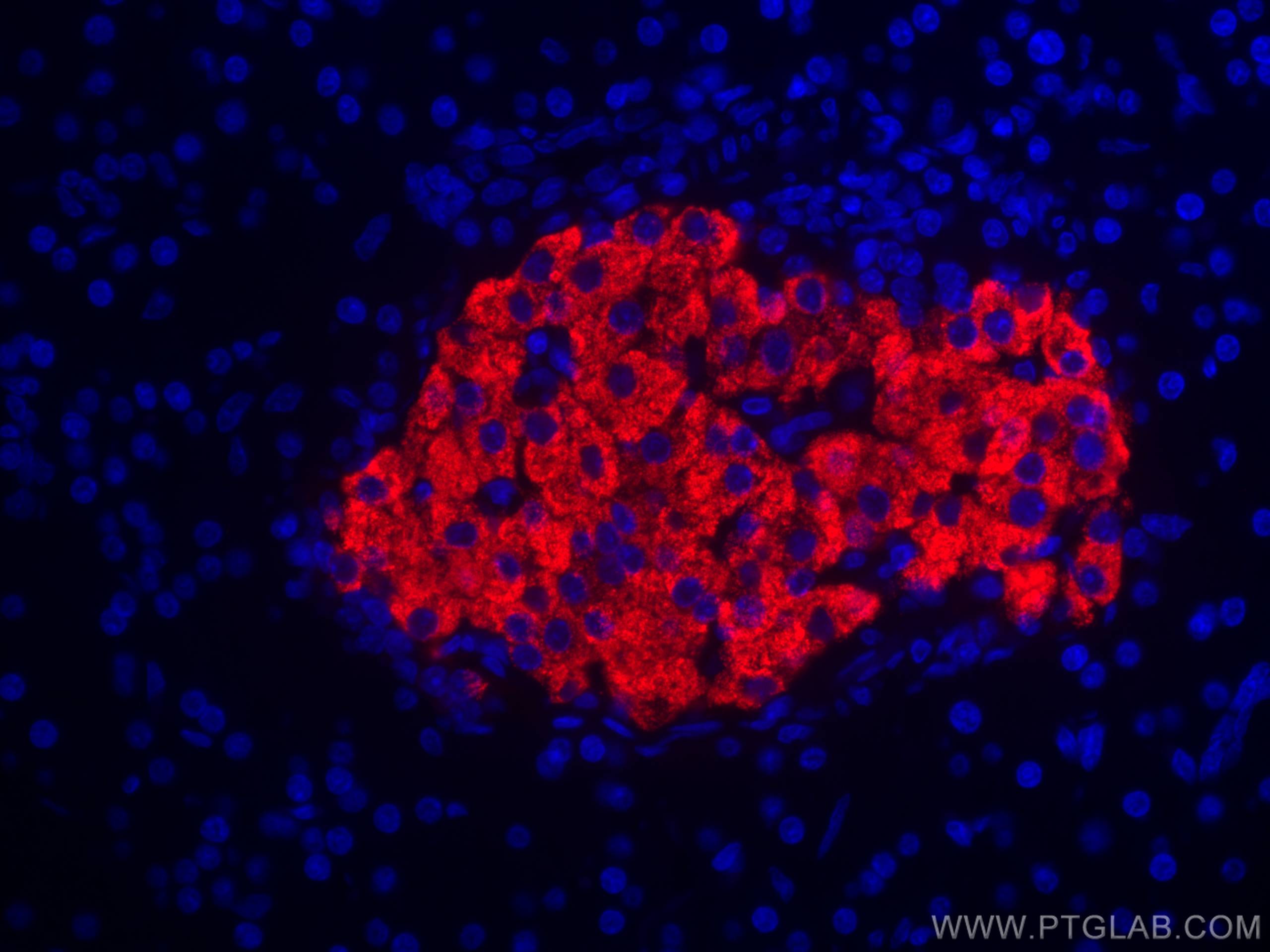 Immunofluorescence (IF) / fluorescent staining of rat pancreas tissue using CoraLite®594-conjugated Ins1 Monoclonal antibody (CL594-67284)