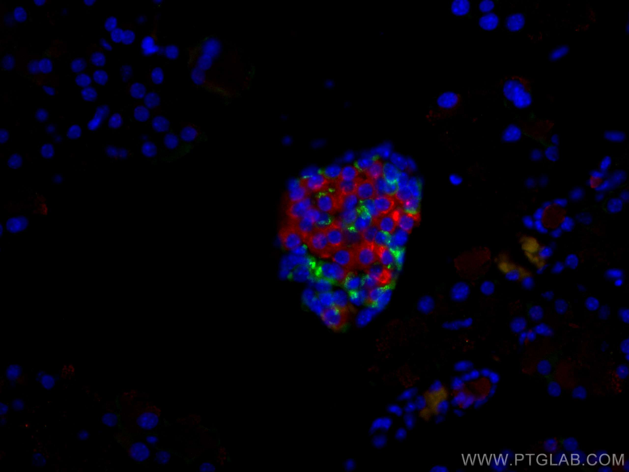 IF Staining of mouse pancreas using CL594-67284