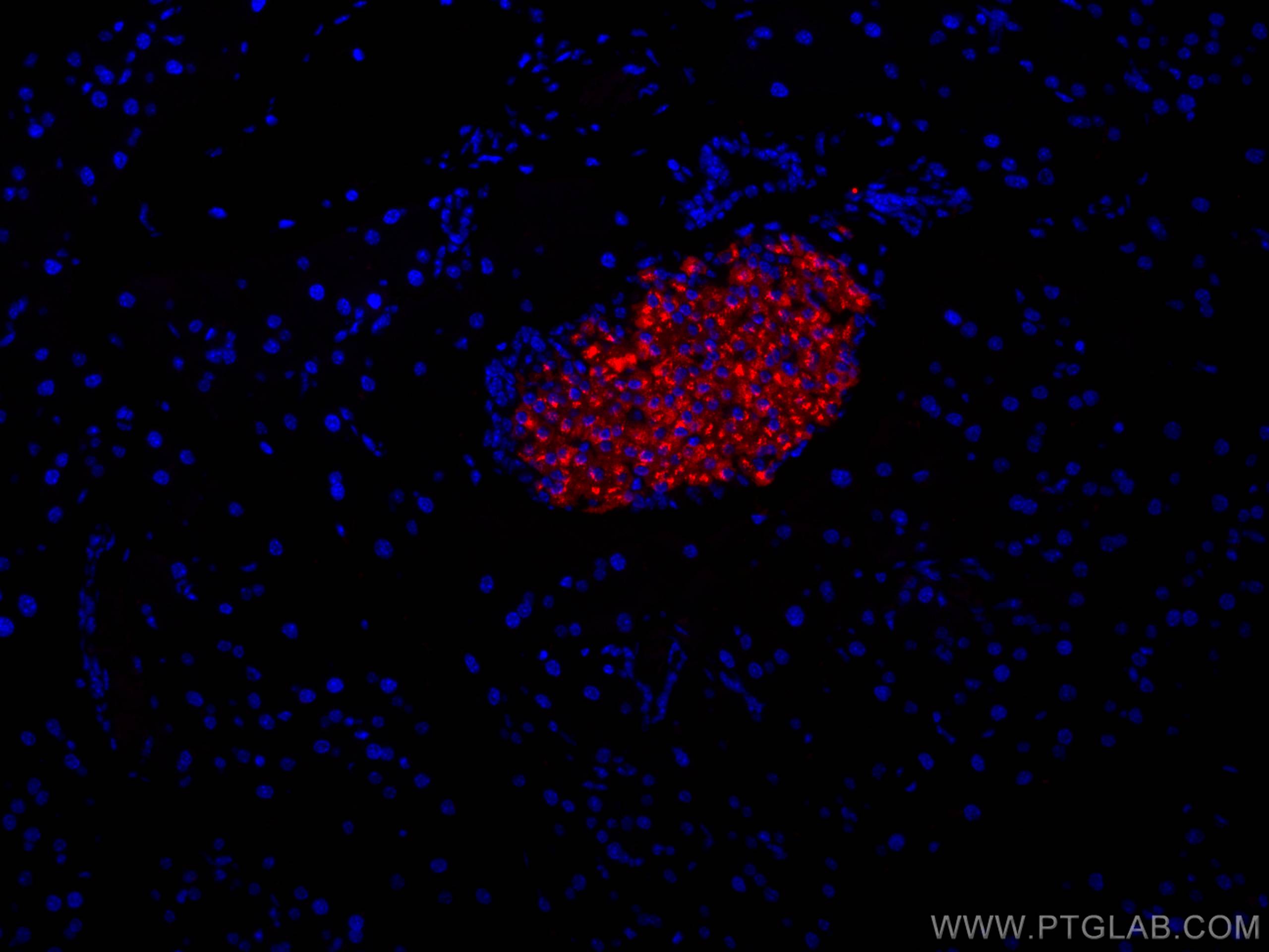 Immunofluorescence (IF) / fluorescent staining of mouse pancreas tissue using CoraLite®594-conjugated Ins1 Monoclonal antibody (CL594-67668)