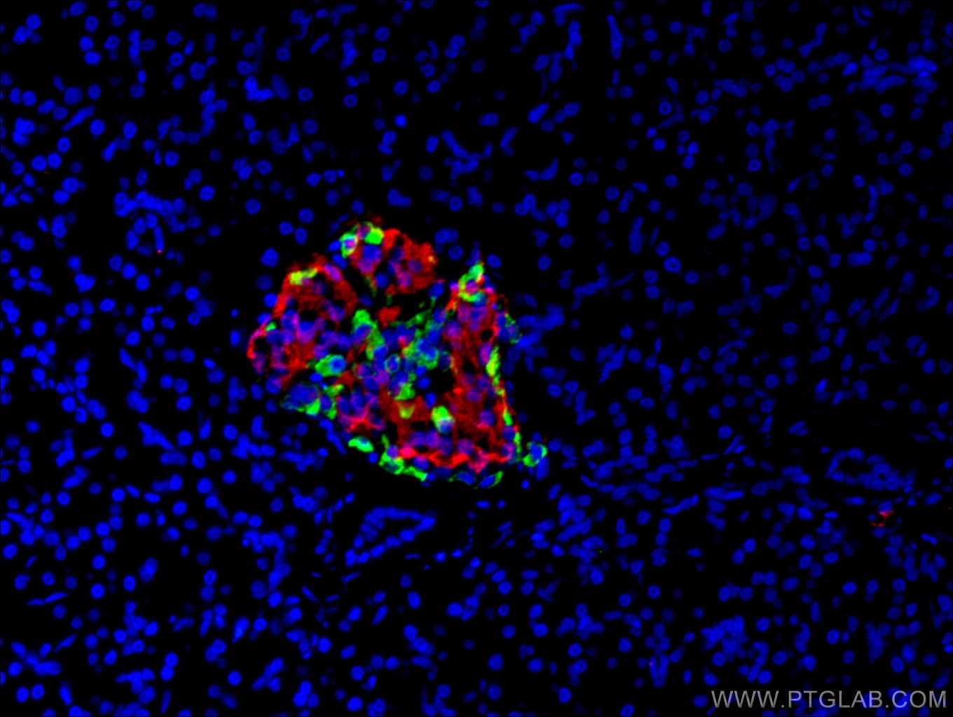 Immunofluorescence (IF) / fluorescent staining of human pancreas tissue using INS Monoclonal antibody (66198-1-Ig)