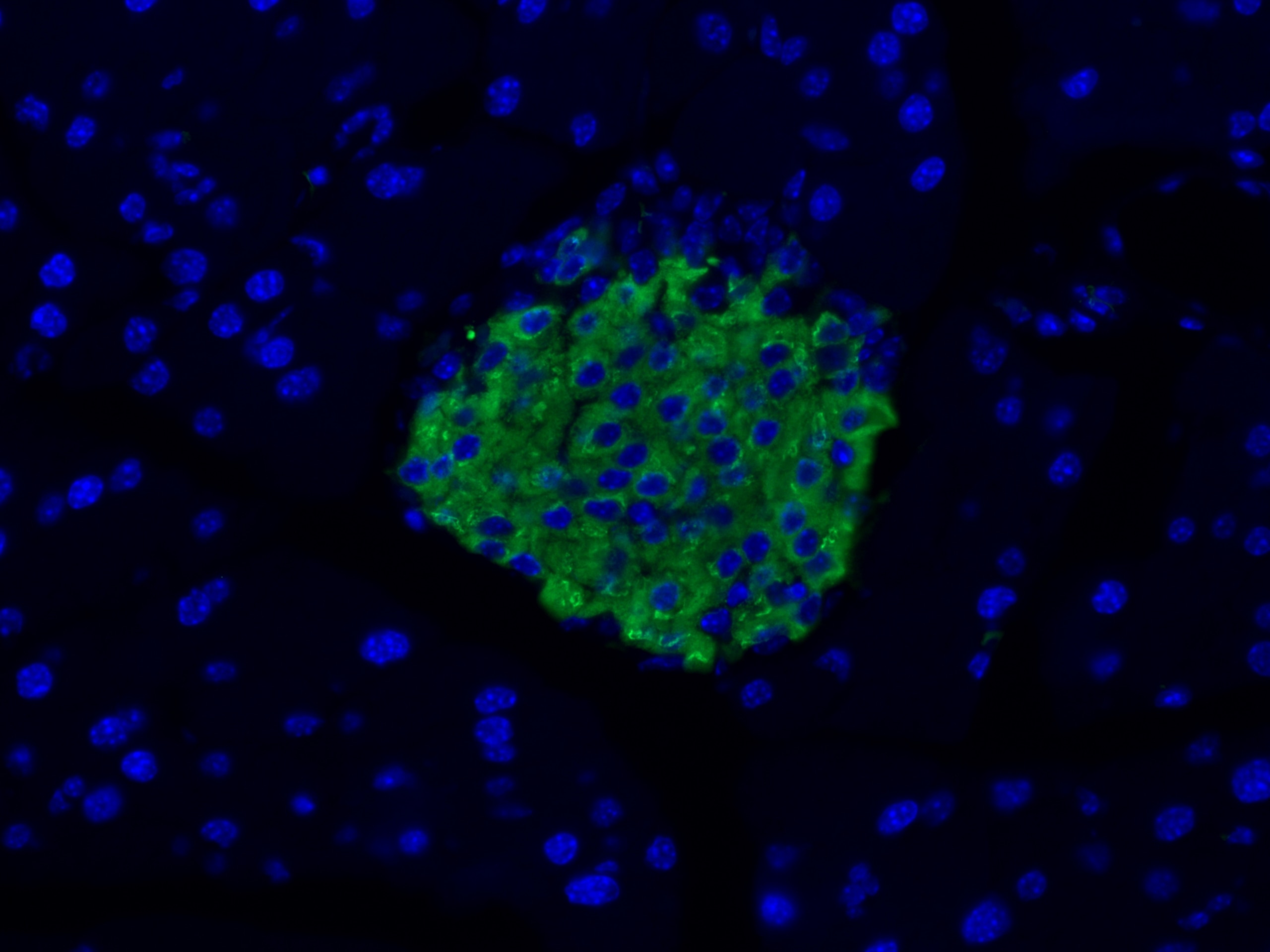 Immunofluorescence (IF) / fluorescent staining of mouse pancreas tissue using INS Monoclonal antibody (66198-1-Ig)