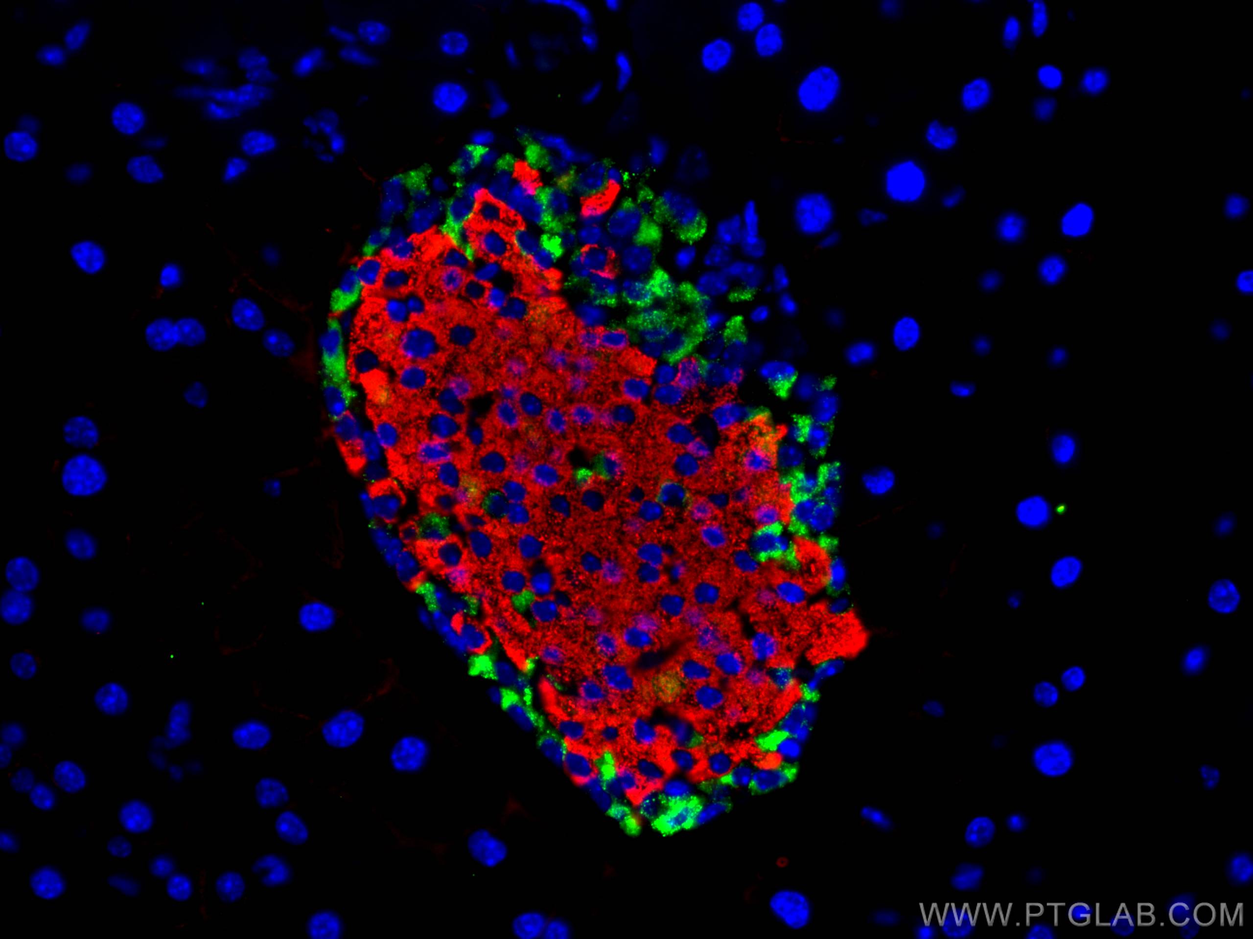 Immunofluorescence (IF) / fluorescent staining of mouse pancreas tissue using INS Monoclonal antibody (66198-1-Ig)