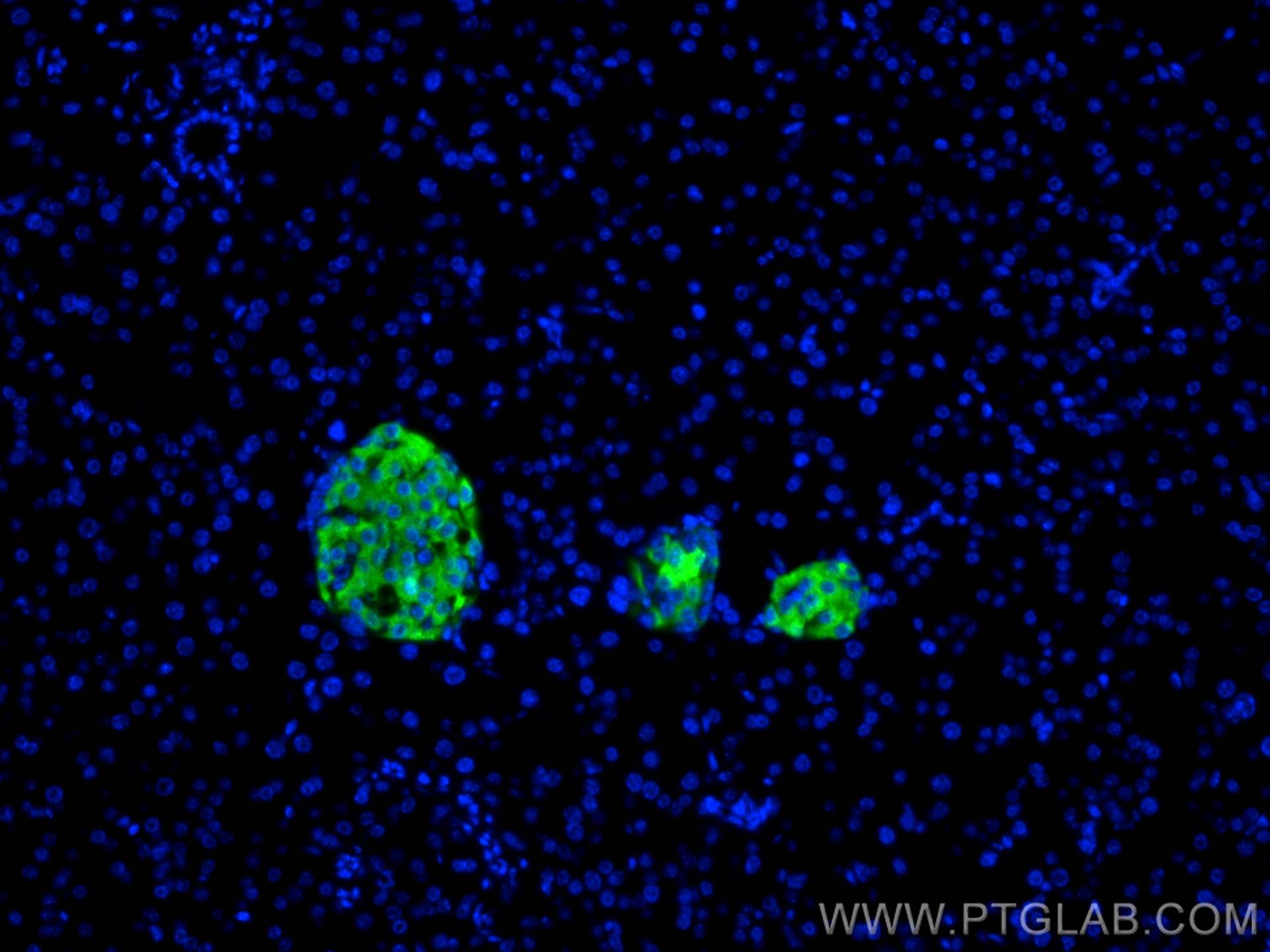 Immunofluorescence (IF) / fluorescent staining of mouse pancreas tissue using INS Monoclonal antibody (66198-1-Ig)