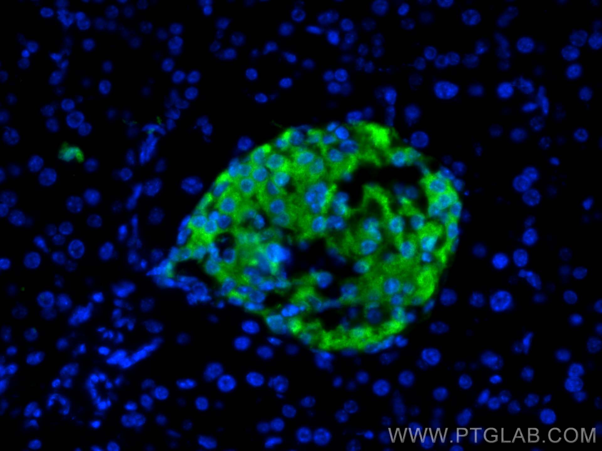 Immunofluorescence (IF) / fluorescent staining of mouse pancreas tissue using INS Monoclonal antibody (66198-1-Ig)