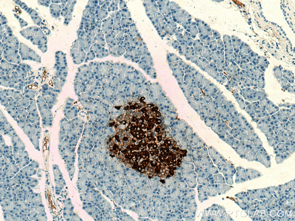 Immunohistochemistry (IHC) staining of rat pancreas tissue using INS Monoclonal antibody (66198-1-Ig)
