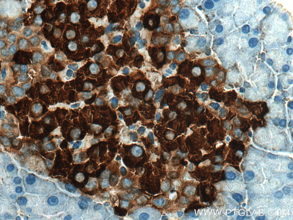 IHC staining of rat pancreas using 66198-1-Ig