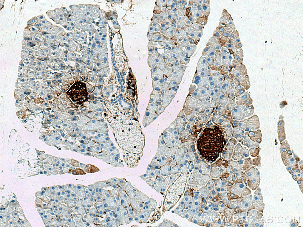 Immunohistochemistry (IHC) staining of mouse pancreas tissue using Ins1 Polyclonal antibody (28588-1-AP)