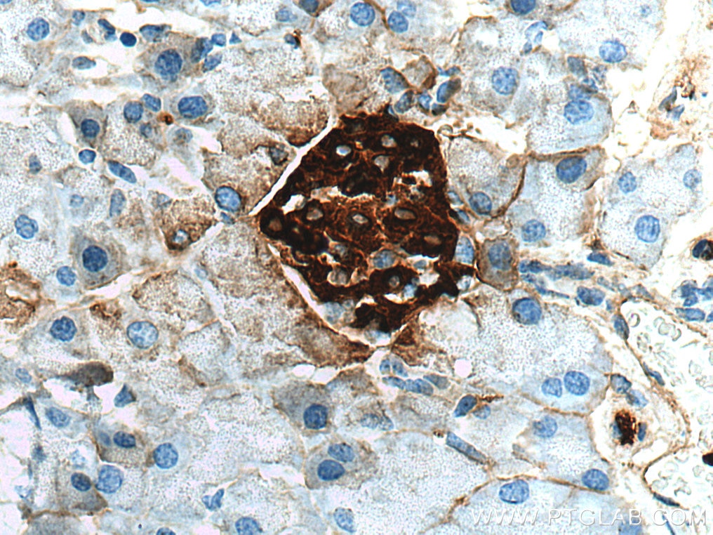 Immunohistochemistry (IHC) staining of mouse pancreas tissue using Ins1 Polyclonal antibody (28588-1-AP)