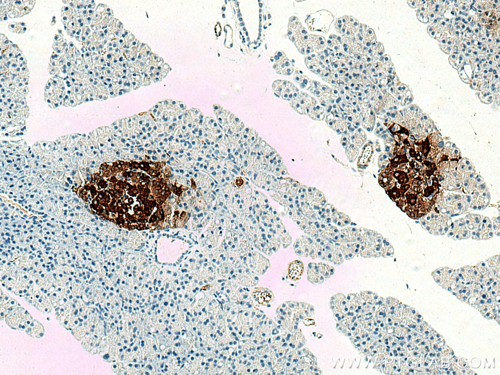 IHC staining of rat pancreas using 28588-1-AP