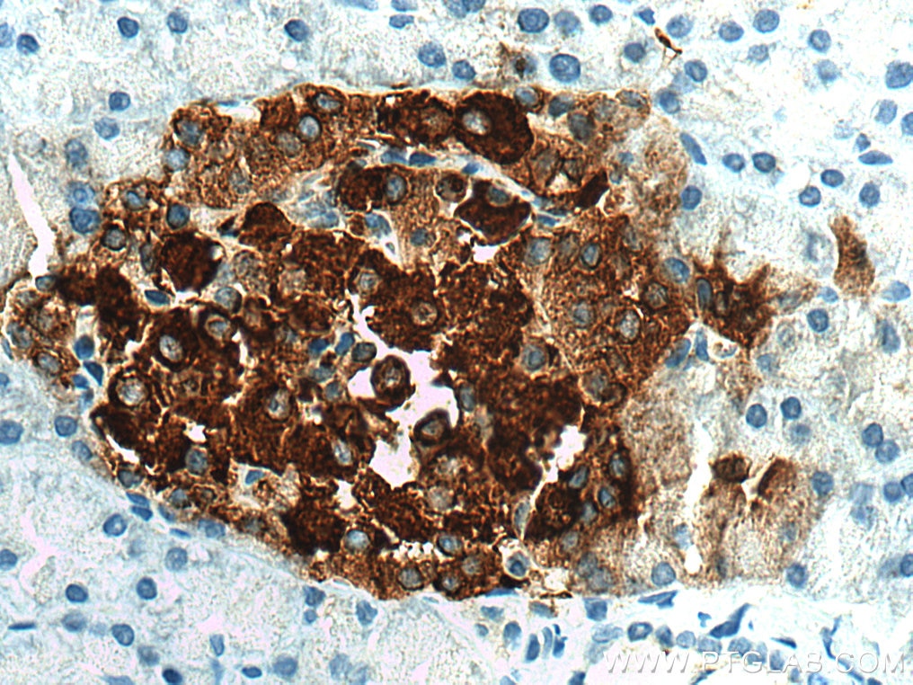 Immunohistochemistry (IHC) staining of rat pancreas tissue using Ins1 Polyclonal antibody (28588-1-AP)