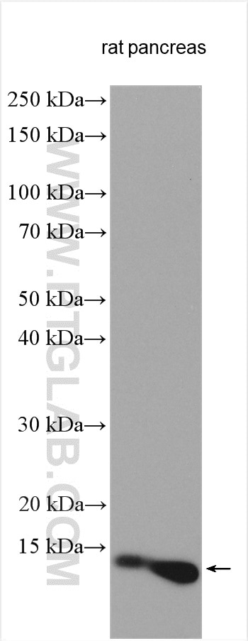 Western Blot (WB) analysis of various lysates using Ins1 Polyclonal antibody (28588-1-AP)