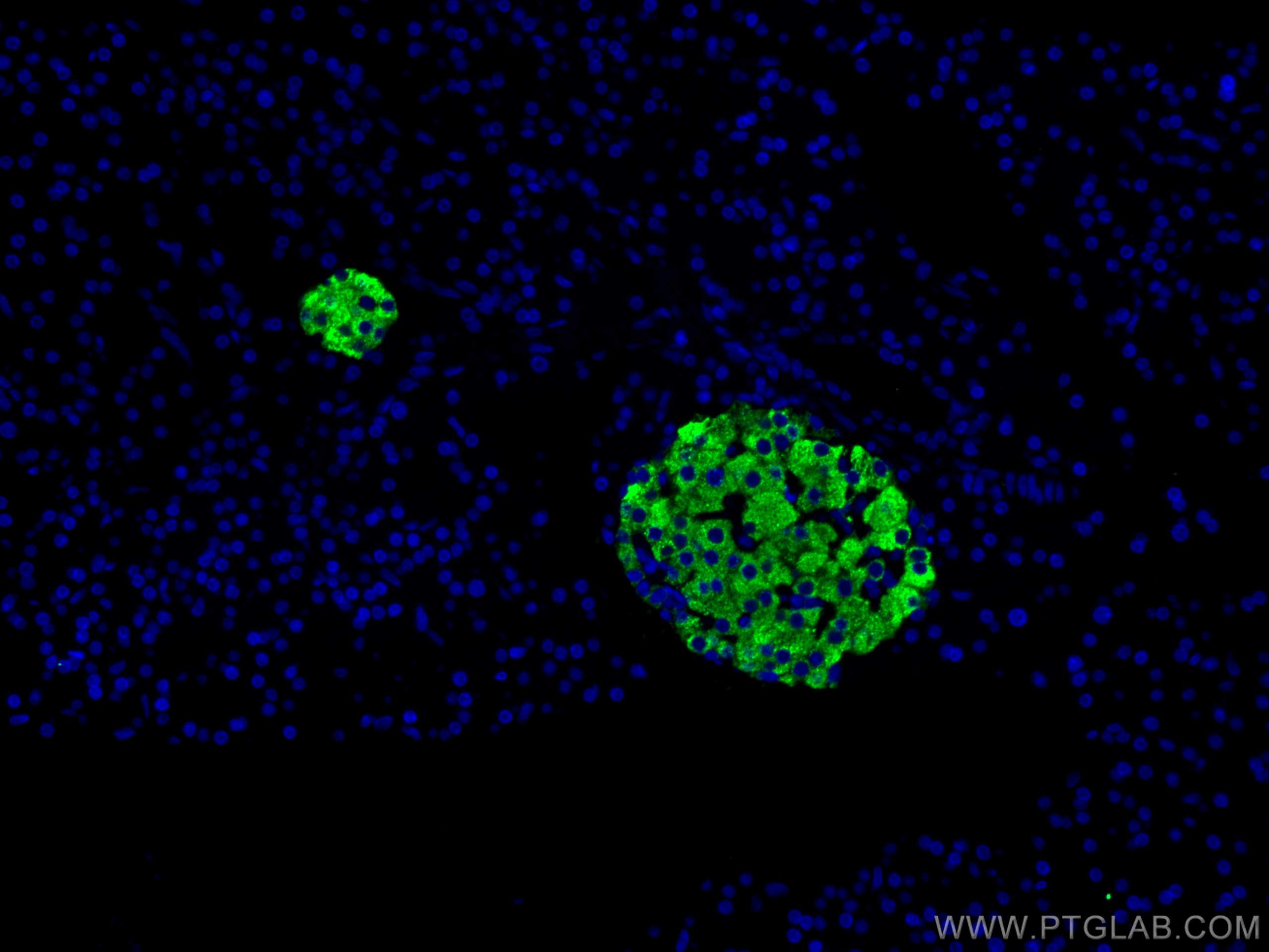 Immunofluorescence (IF) / fluorescent staining of rat pancreas tissue using Ins1 Monoclonal antibody (67284-1-Ig)