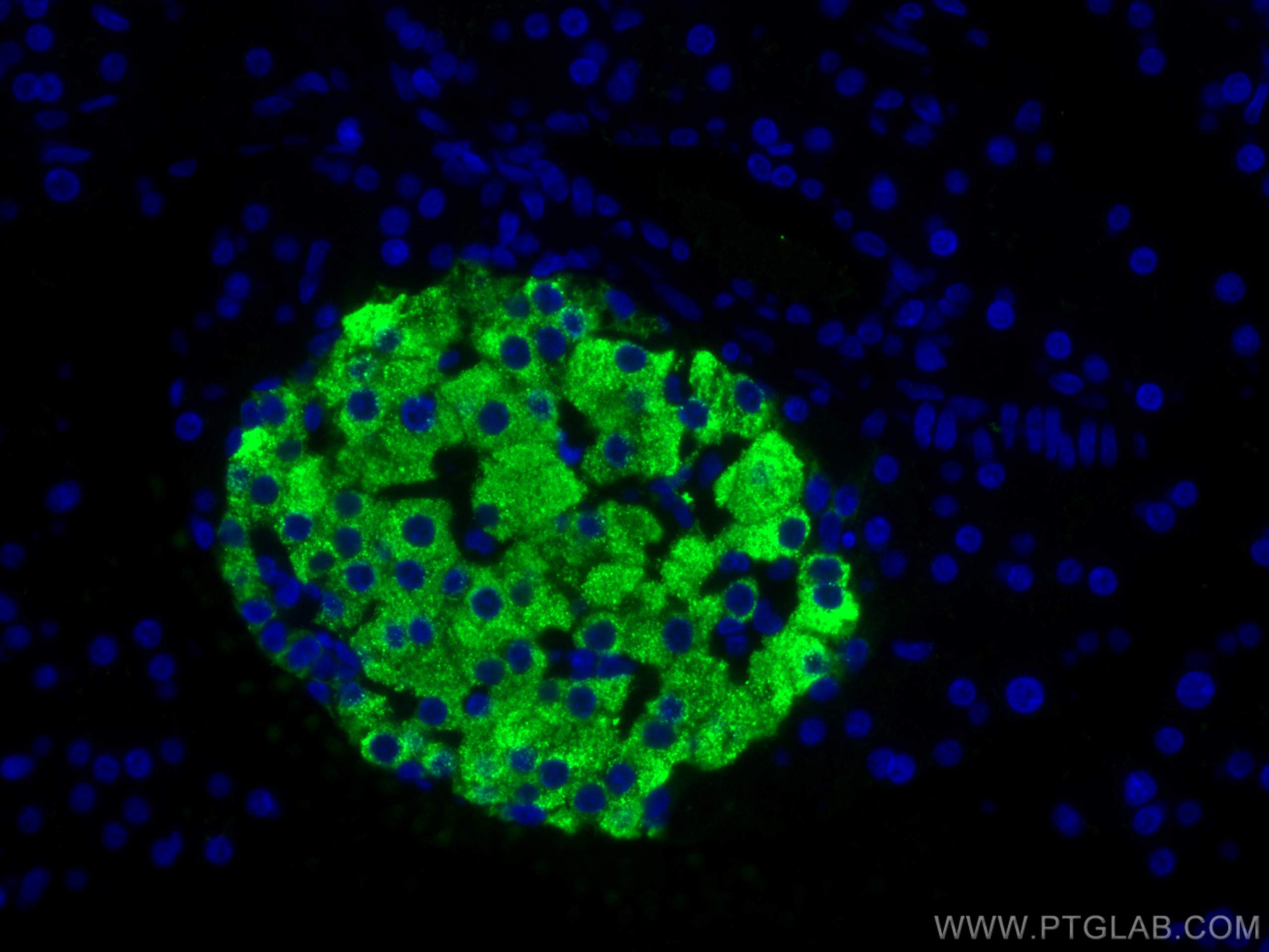 Immunofluorescence (IF) / fluorescent staining of rat pancreas tissue using Ins1 Monoclonal antibody (67284-1-Ig)