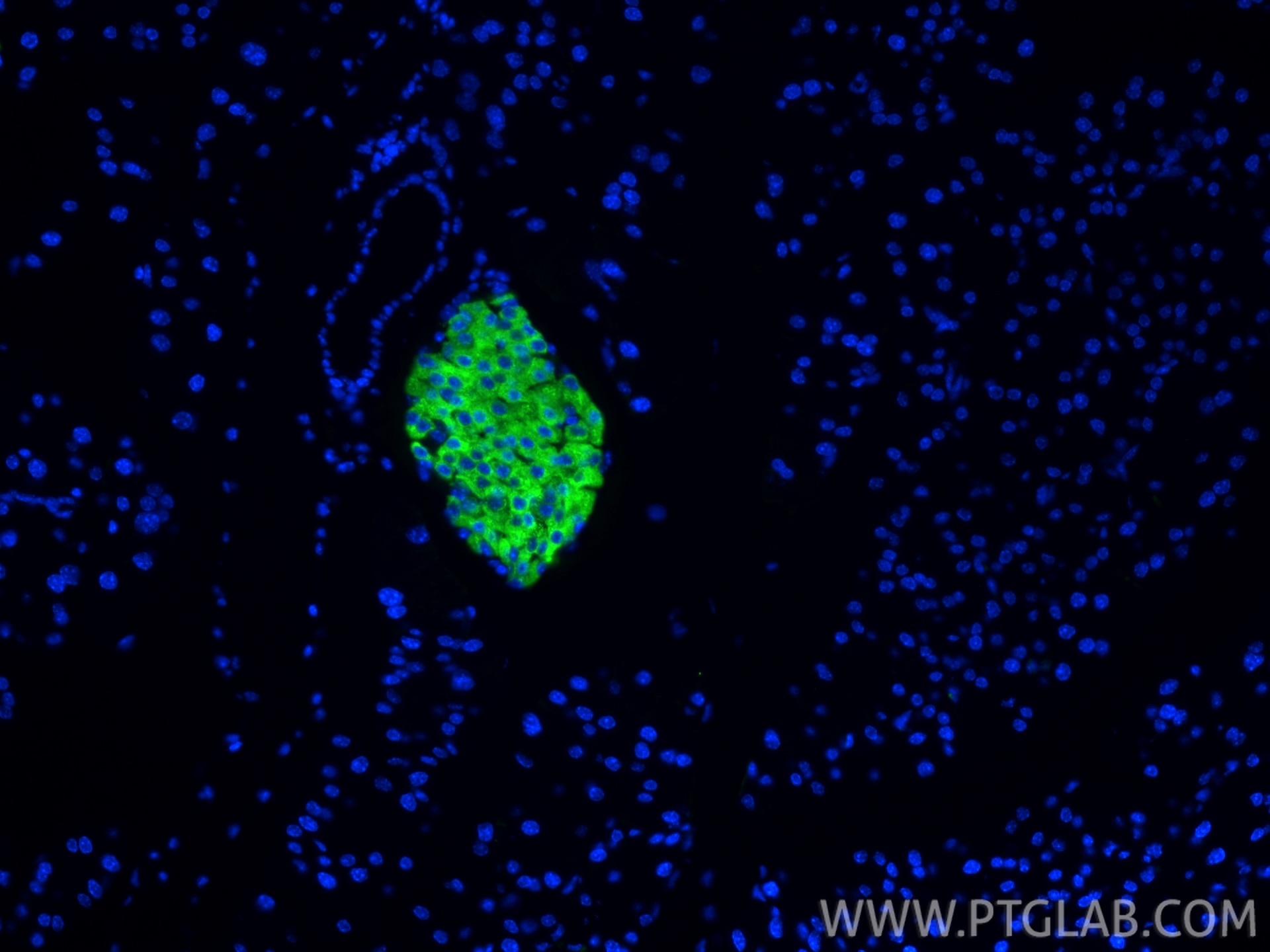 Immunofluorescence (IF) / fluorescent staining of mouse pancreas tissue using Ins1 Monoclonal antibody (67284-1-Ig)