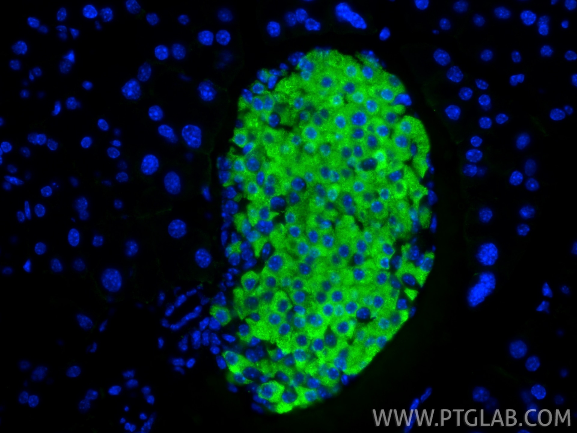 Immunofluorescence (IF) / fluorescent staining of mouse pancreas tissue using Ins1 Monoclonal antibody (67284-1-Ig)