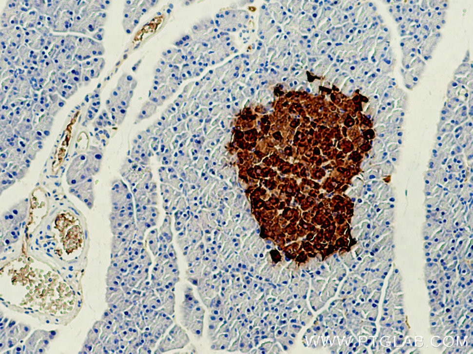 Immunohistochemistry (IHC) staining of rat pancreas tissue using Ins1 Monoclonal antibody (67284-1-Ig)